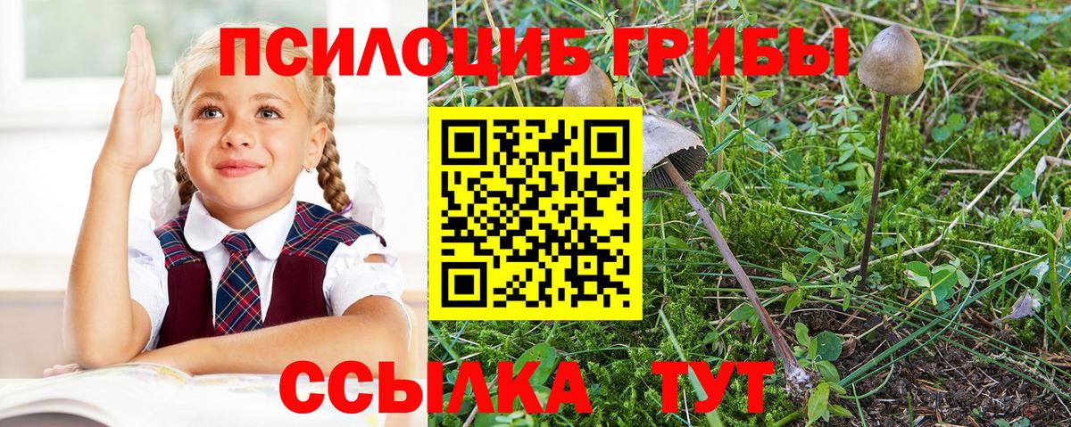 Псилоцибиновые грибы Cubensis Энгельс
